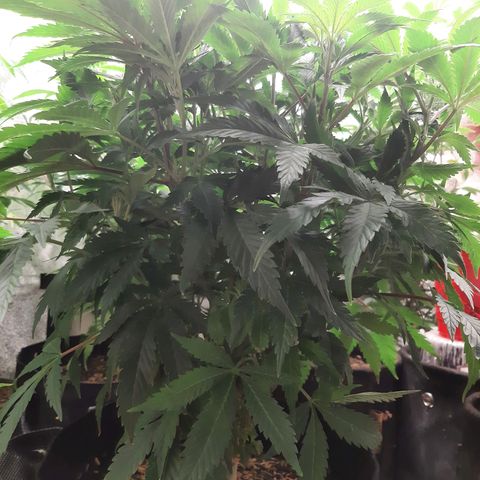 Unicorn Gelatin growlog timeline photo