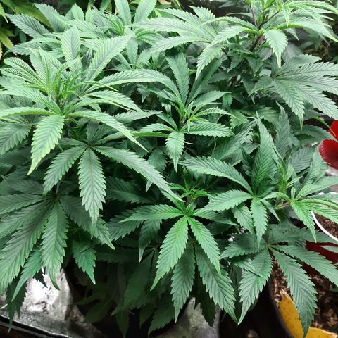 Unicorn Gelatin growlog timeline photo