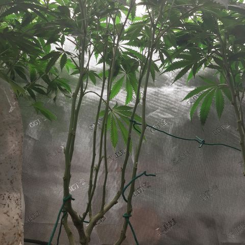 Vanilla Sunbreath s1 growlog timeline photo