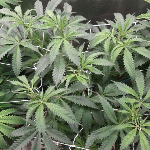 Vanilla Sunbreath s1 growlog timeline photo