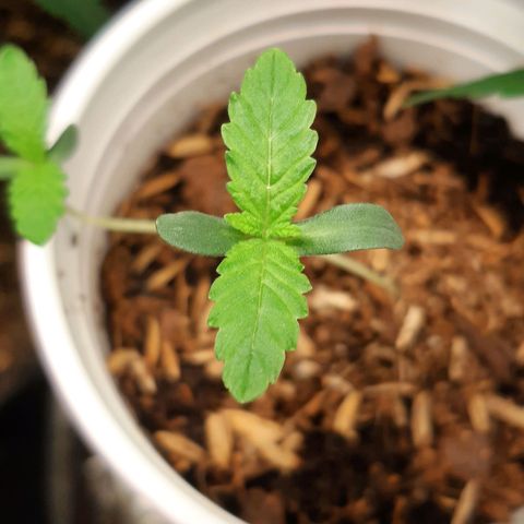 Orange an Berriez growlog timeline photo
