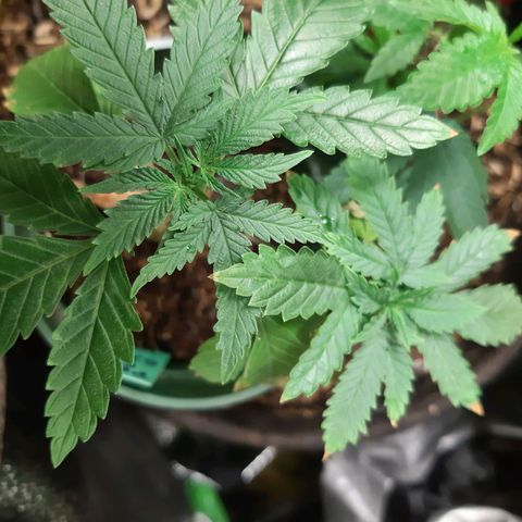 Star Buttah growlog timeline photo
