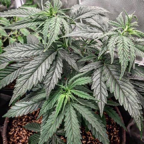 Star Buttah growlog timeline photo