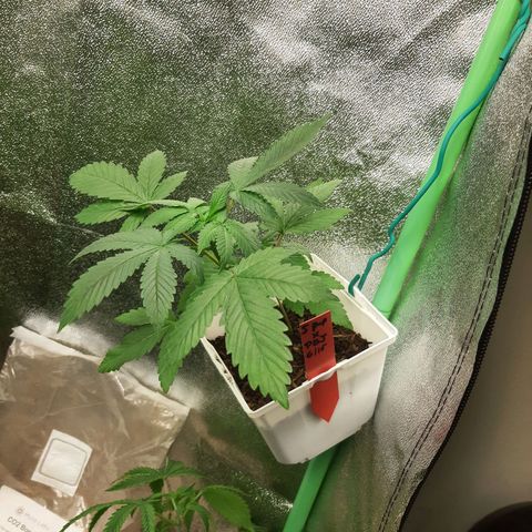 Star Buttah growlog timeline photo