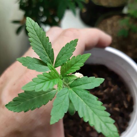 Orange an Berriez growlog timeline photo