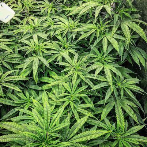 Double Burnout growlog timeline photo