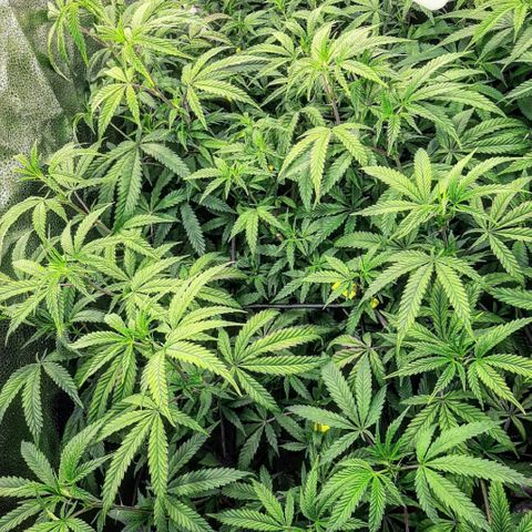 Cemented Banana Trufflez growlog timeline photo