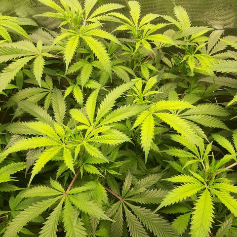 Vanilla Sunbreath s1 growlog timeline photo