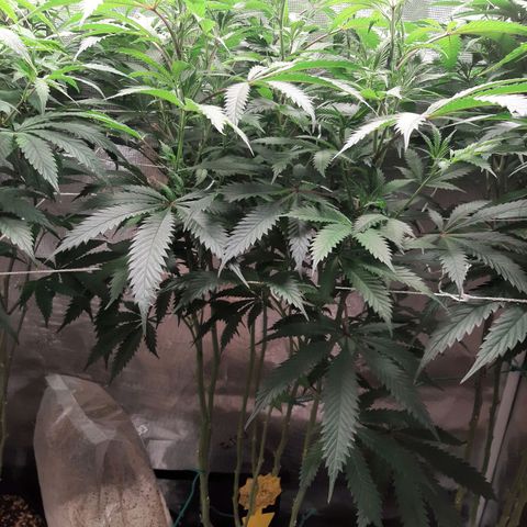 Vanilla Sunbreath s1 growlog timeline photo