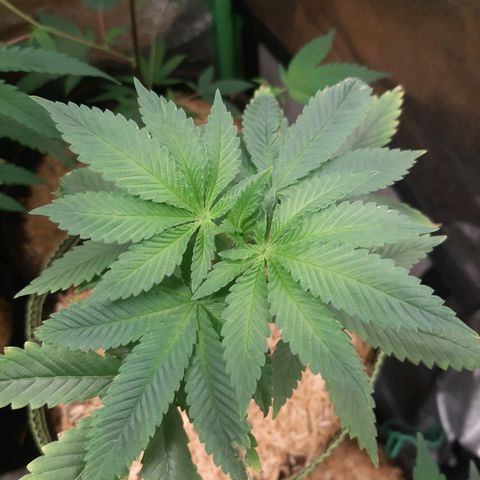 Star Buttah growlog timeline photo