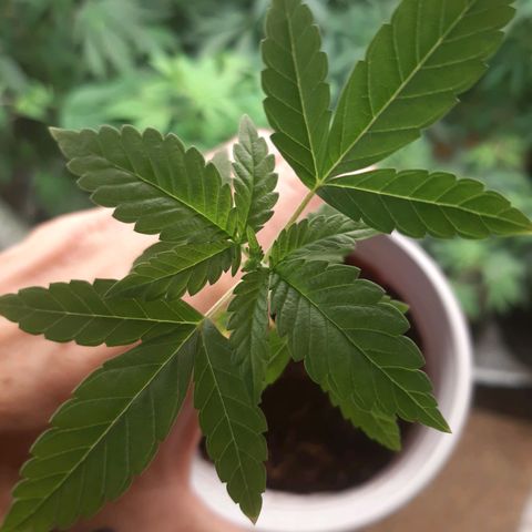 Orange an Berriez growlog timeline photo