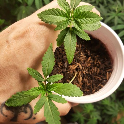 Orange an Berriez growlog timeline photo