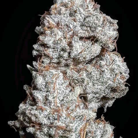 Pugs Breath growlog timeline photo