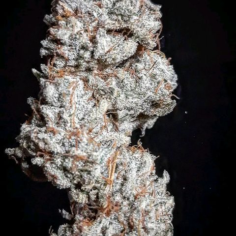 Pugs Breath growlog timeline photo