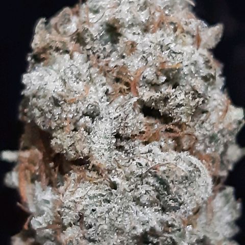 Rs#41 (makr cut) growlog timeline photo