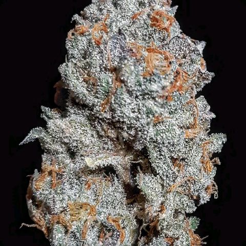 Rs#41 (makr cut) growlog timeline photo