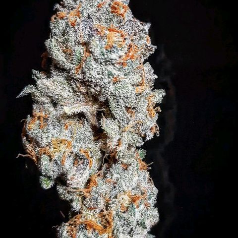 Rs#41 (makr cut) growlog timeline photo