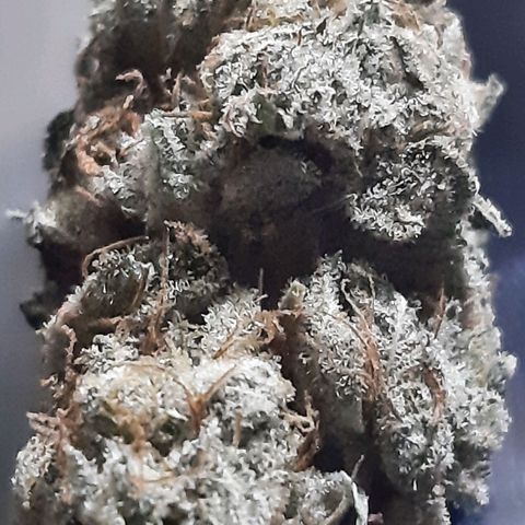 Rs#41 (makr cut) growlog timeline photo