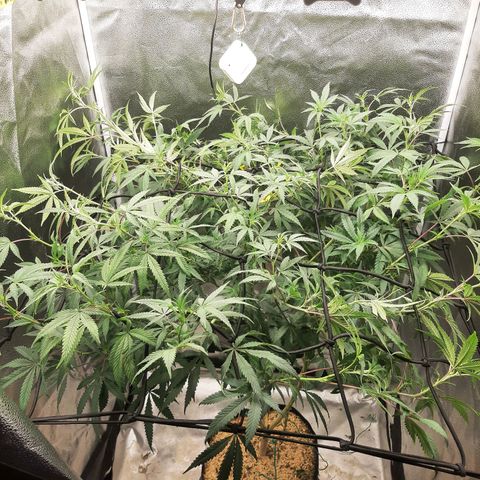 Cemented Banana Trufflez growlog timeline photo