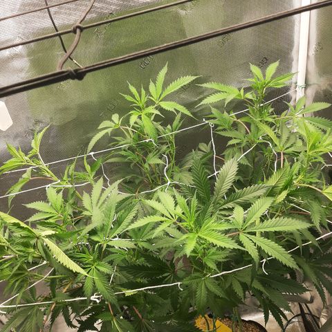 Vanilla Sunbreath s1 growlog timeline photo