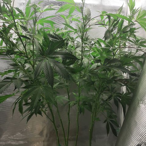Vanilla Sunbreath s1 growlog timeline photo