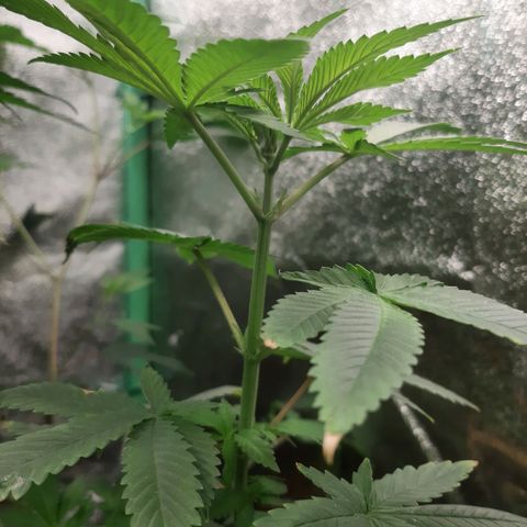 Star Buttah growlog timeline photo