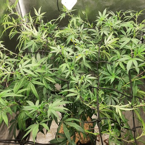 Cemented Banana Trufflez growlog timeline photo