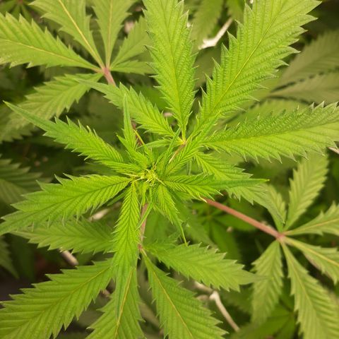 Vanilla Sunbreath s1 growlog timeline photo