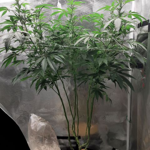 Vanilla Sunbreath s1 growlog timeline photo