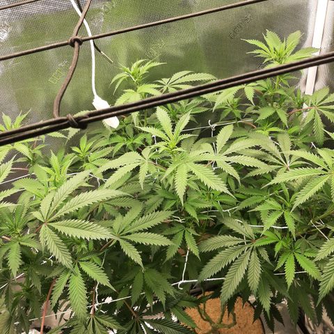 Vanilla Sunbreath s1 growlog timeline photo