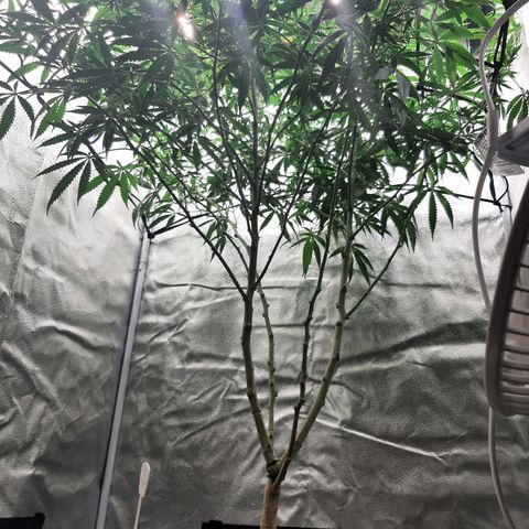 Cemented Banana Trufflez growlog timeline photo