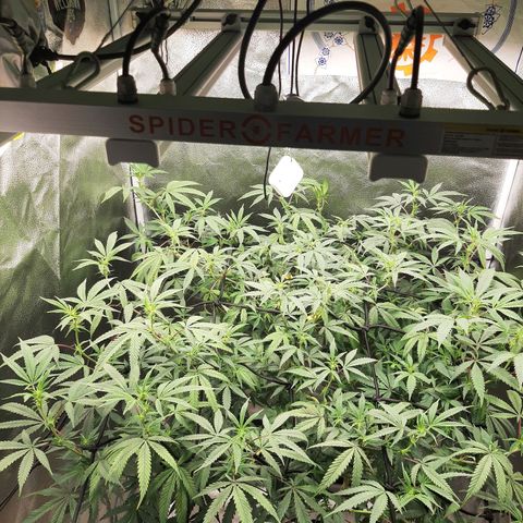 Cemented Banana Trufflez growlog timeline photo