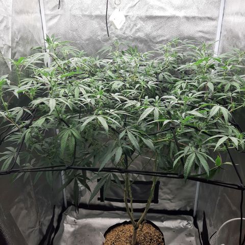 Cemented Banana Trufflez growlog timeline photo