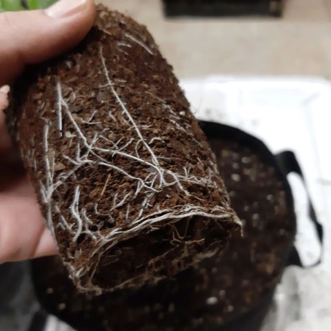 Orange an Berriez growlog timeline photo