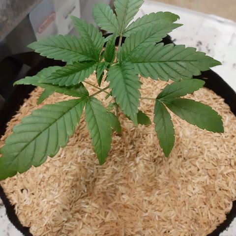 Orange an Berriez growlog timeline photo