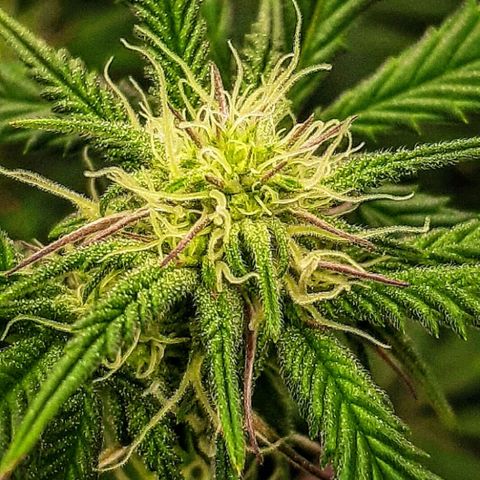 Cemented Banana Trufflez growlog timeline photo