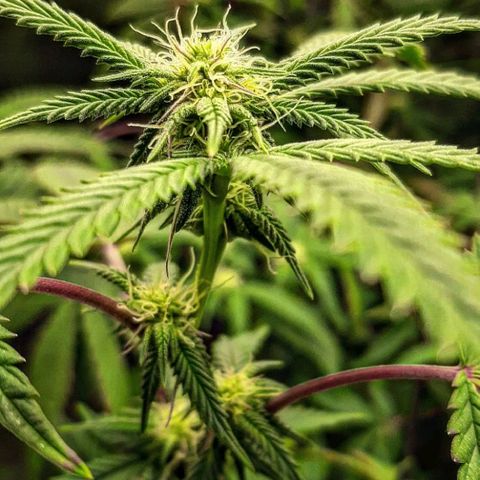 Cemented Banana Trufflez growlog timeline photo
