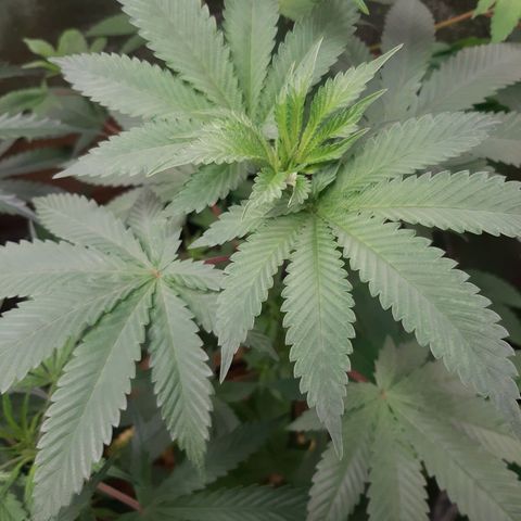 Star Buttah growlog timeline photo