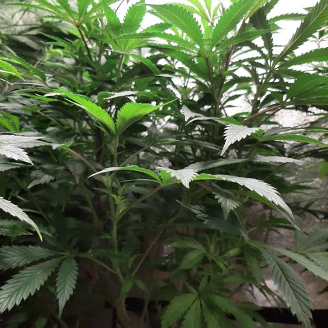 Unicorn Gelatin growlog timeline photo