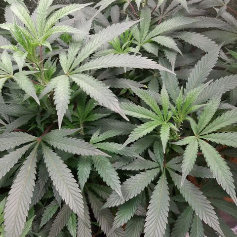 Unicorn Gelatin growlog timeline photo