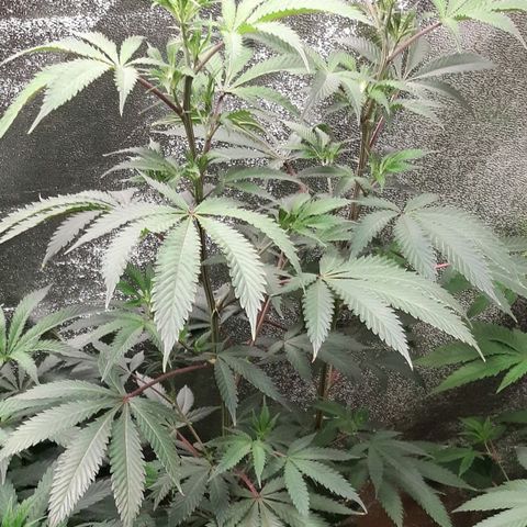 Double Burnout growlog timeline photo