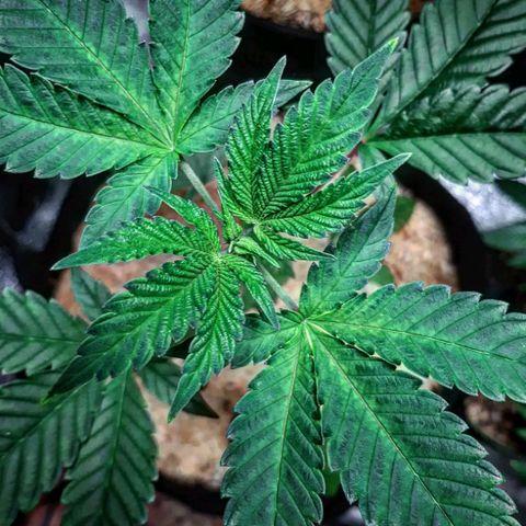 Orange an Berriez growlog timeline photo