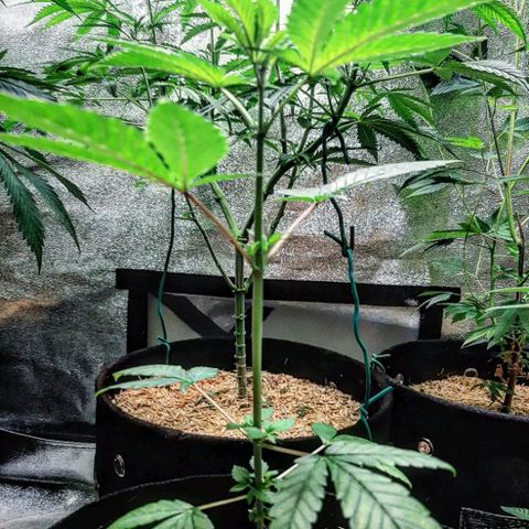 Orange an Berriez growlog timeline photo