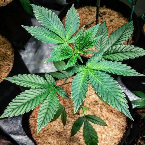Orange an Berriez growlog timeline photo
