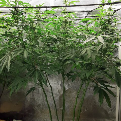Vanilla Sunbreath s1 growlog timeline photo