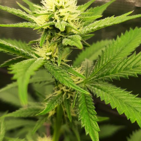 Vanilla Sunbreath s1 growlog timeline photo