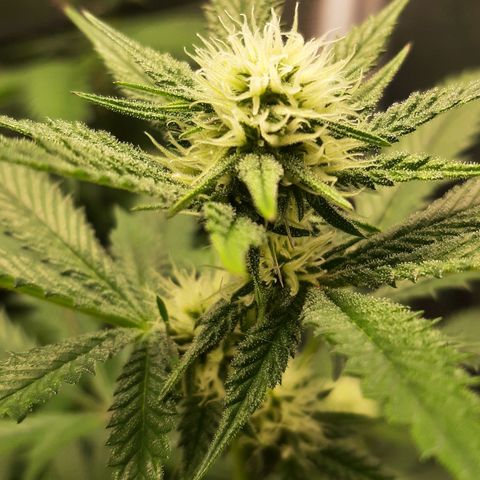 Vanilla Sunbreath s1 growlog timeline photo