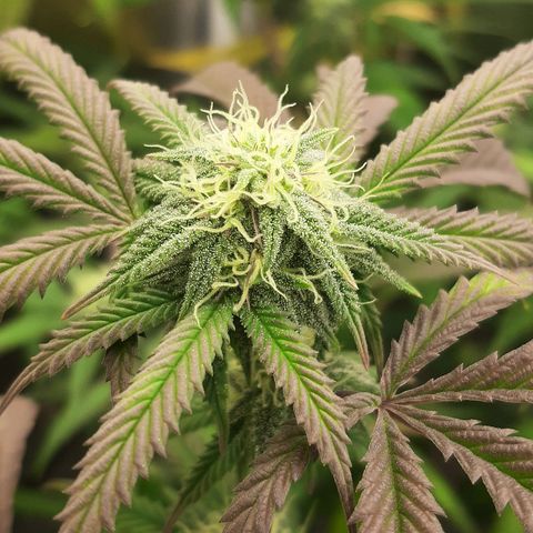 Cemented Banana Trufflez growlog timeline photo