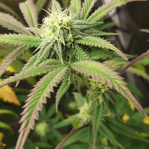 Cemented Banana Trufflez growlog timeline photo