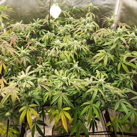 Cemented Banana Trufflez growlog timeline photo